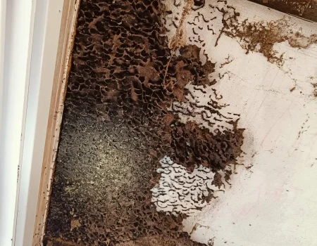 lasius fuliginosus koloni koloni i væg af lasius fuliginosus orangemyre