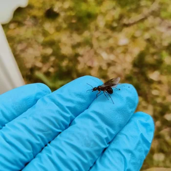 Skovmyre flyvemyrer flyve myre af formica rufa rød skovmyre