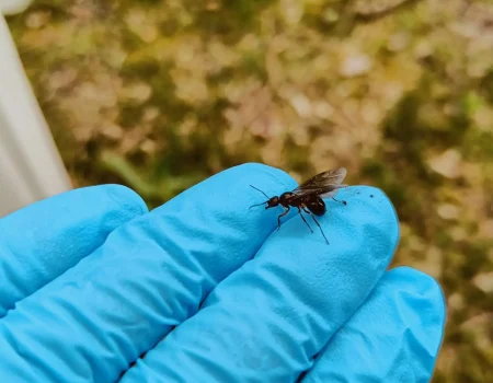flyve myre af formica rufa rød skovmyre
