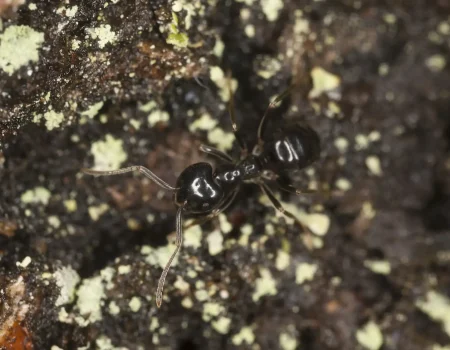 Shiny,Black,Wood,Ant,,Lasius,Fuliginosus,On,Wood,,Extreme,Close-up lasius fuliginosus orangemyre
