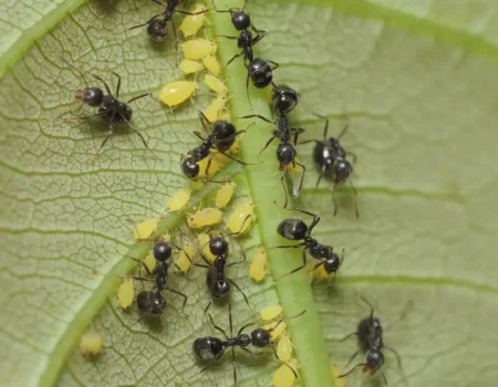 Black,Ant,(lasius,Niger),Resquing,Larva bladlus og Lasius niger