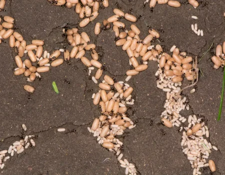 Common,Black,Ant,(lasius,Niger),Pupae,With,Workers.,Exposed,Chambers Lasius niger æg