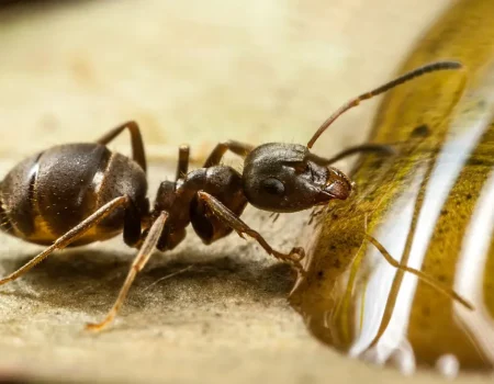 Black,Garden,Ant,,Lasius,Niger Lasius niger myre
